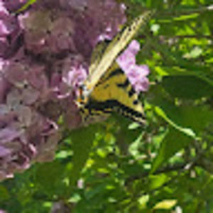 Meet your Posher, Betty